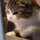 huffmancodingacm
